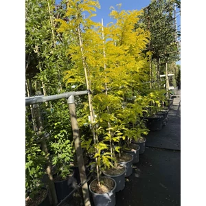 Sárgalevelű lepényfa   GLEDITSIA TRIACANTHOS SUNBURST 175/200 K15