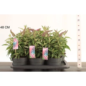 Nyári orgona BUDDLEIA DAVIDII BUTTERFLY CANDY LITTLE FAJTÁK 35/45 CS17
