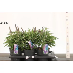 Nyári orgona BUDDLEIA DAVIDII BUTTERFLY CANDY LITTLE PURPLE 35/45 CS17