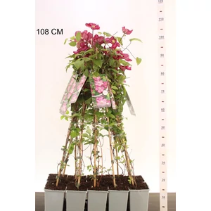 Iszalag     CLEMATIS VILLE DE LYON 80/100 K2