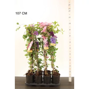 Iszalag     CLEMATIS FAJTÁK 90CM K2