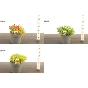 Kristályvirág   DELOSPERMA FAJTÁK 20CM K2