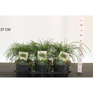 Fonalas tuja THUJA PLICATA WHIPCORD 15/20 K2,5