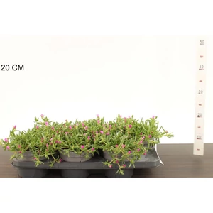 Kristályvirág   DELOSPERMA COOPERI CS15