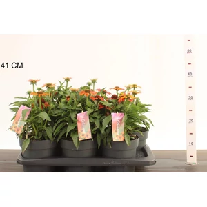 Bíbor kasvirág  ECHINACEA PURPUREA MOOODZ SATISFY CS17