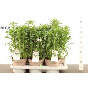 Óriás margaréta LEUCANTHEMUM VULGARE CS17