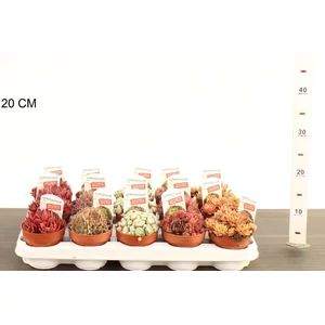 Kövirózsa  SEMPERVIVUM FAJTÁK CS10,5