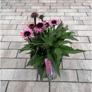 Bíbor kasvirág  ECHINACEA PURPUREA MOOODZ SATISFY CS17