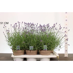 Levendula  LAVANDULA ANGUSTIFOLIA ESENCE PURPLE CS17