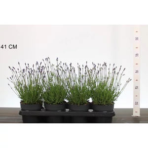Levendula  LAVANDULA ANGUSTIFOLIA ESENCE PURPLE CS14