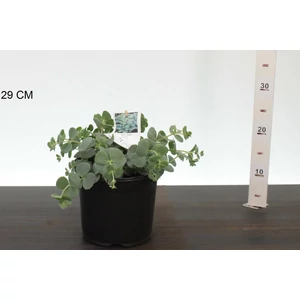 Varjúháj SEDUM SIEBOLDII CS19