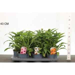 Bíbor kasvirág ECHINACEA FAJTÁK CS15