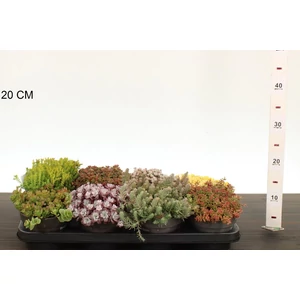 Varjúháj SEDUM FAJTÁK CS14