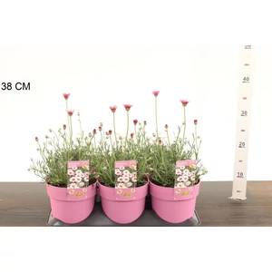 Évelő margaréta RHODANTHEMUM MARAKECH CS15