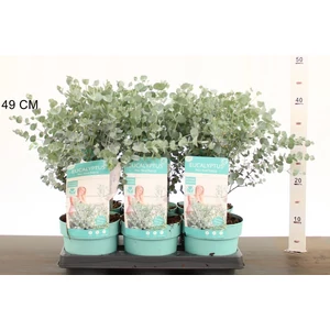 Havasi eukaliptusz EUCALYPTUS GUNNII AZURA 25/30 CS15 