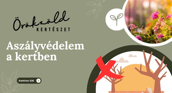Aszályvédelem a kertben: így óvd meg növényeidet a hőségtől és a vízhiánytól