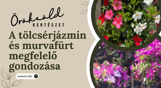 Mediterrán virágözön a kertben: murvafürt és tölcsérjázmin gondozása
