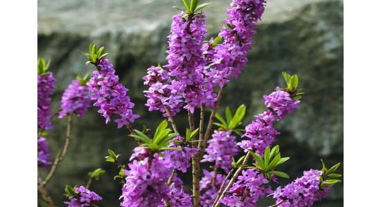 Daphne