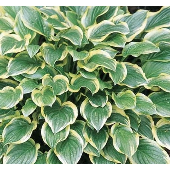 Árnyékliliom HOSTA SO SWEET CS15  
