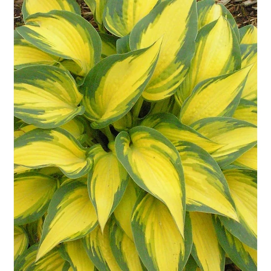 Árnyékliliom HOSTA ORANGE MARMALADE K3  