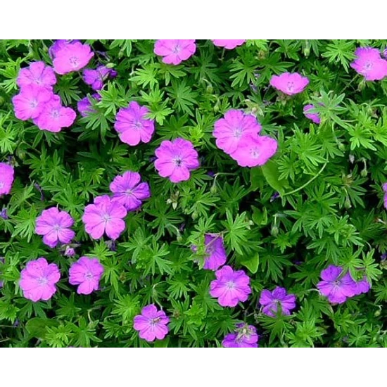 Pirosló gólyaorr GERANIUM SANGUINEUM TINY MONSTER CS15  