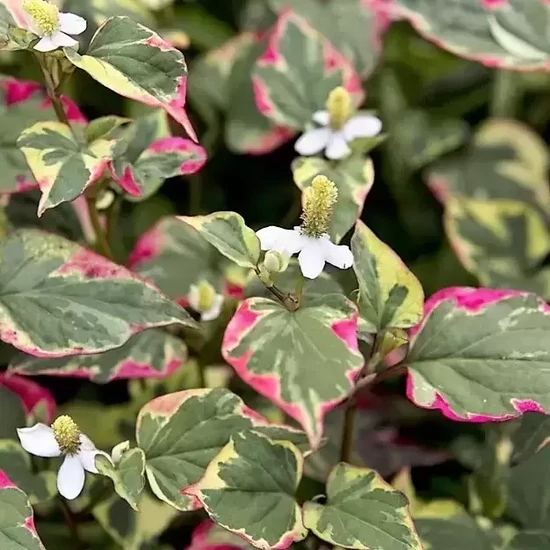 Kaméleonvirág HOUTTUYNIA CORDATA FLAME K2   