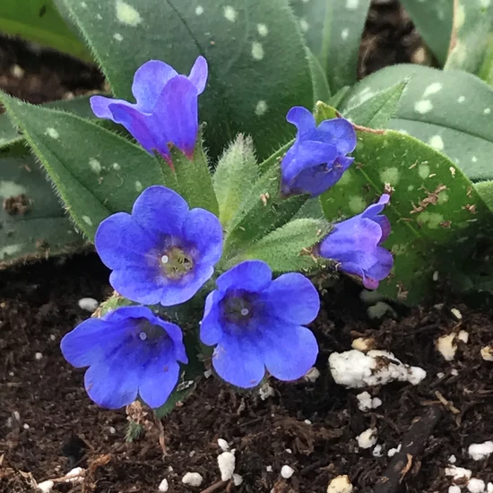 Tüdőfű PULMONARIA BLUE ENSIGN CS14  