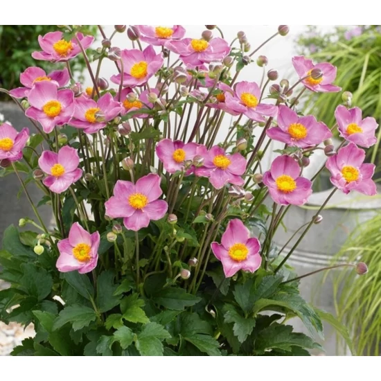 Szellőrózsa ANEMONE FANTASY CINDERELLA CS14   