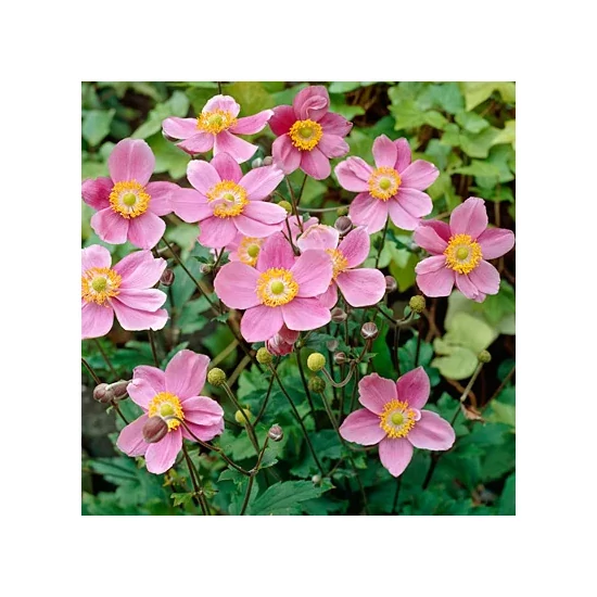 Szellőrózsa ANEMONE HUPENSIS SEPTEMBER CHARM K2 