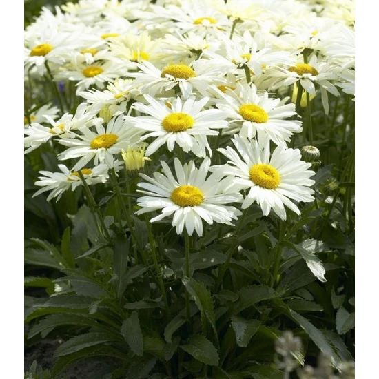 Óriás margaréta LEUCANTHEMUM MAXIMUM BROADWAY LIGHTS CS13 