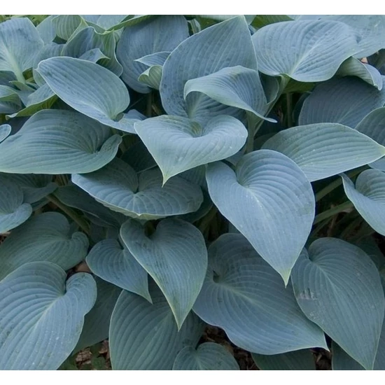 Árnyékliliom HOSTA TARDIANA HALCYON CS14  