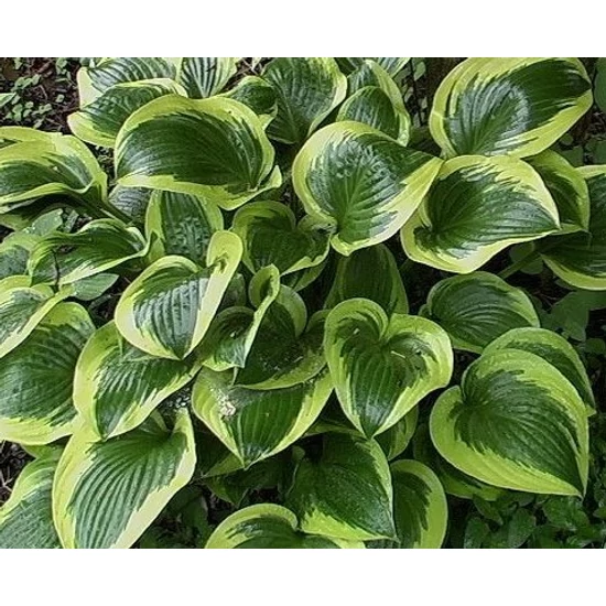 Árnyékliliom HOSTA QUEEN JOSEPHINE K3  
