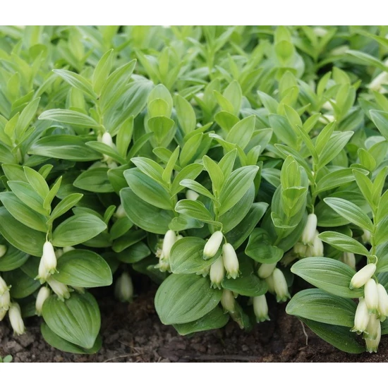 Orvosi salamonpecsét POLYGONATUM HUMILE CS12    