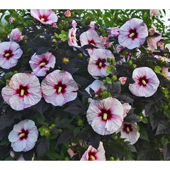 Mocsári hibiszkusz HIBISCUS MOSCHEUTOS  SUMMERIFIC FAJTÁK   