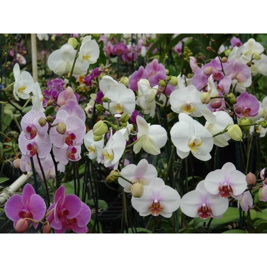 Lepkeorchidea   PHALAENOPSIS 2 ÁGAS CS12