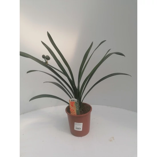 Szobaliliom     CLIVIA MINIATA CS13