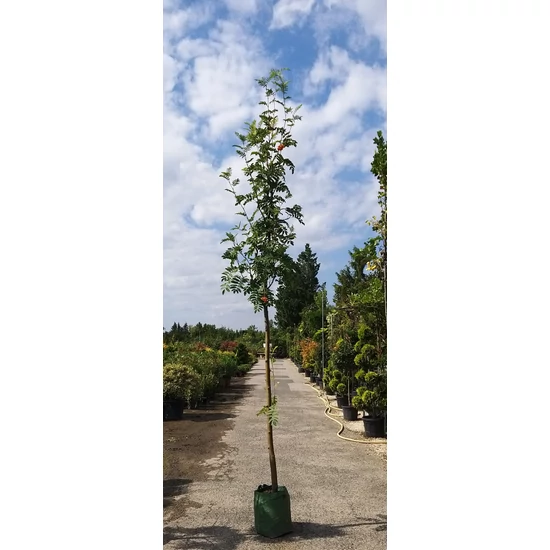 Madárberkenye    SORBUS AUCUPARIA 12/14 K35