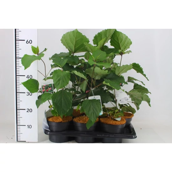 Végzetfa CLERODENDRUM BUNGEI 25/30 K2