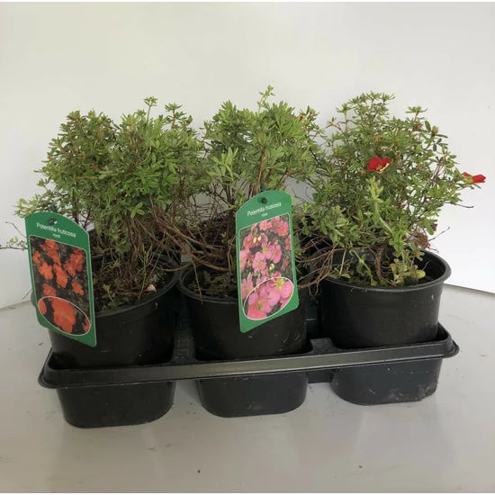 Cserjés pimpó   POTENTILLA FAJTÁK 20CM K1,5