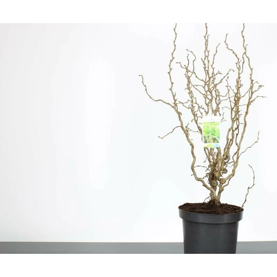 Csavartágú mogyoró  CORYLUS AVELLANA TWISTER 60/80 K7,5