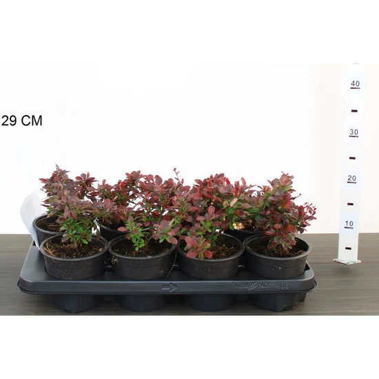 Japán vérborbolya BERBERIS THUNBERGII ATROPURPUREA NANA 10/12 CS13