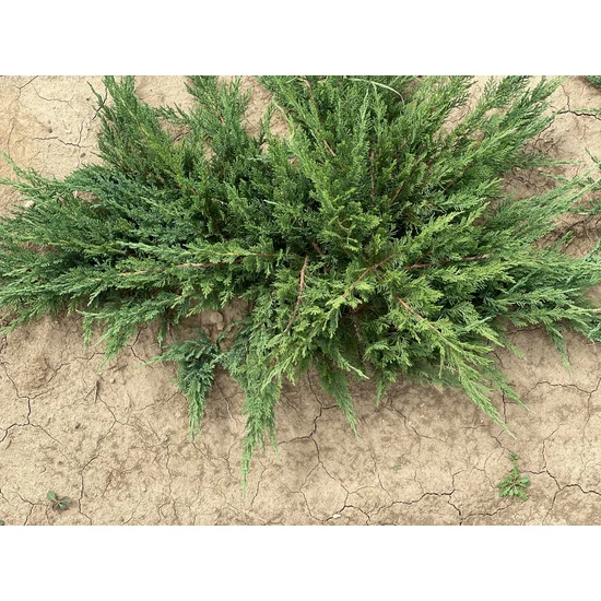 Nehézszagó boróka JUNIPERUS SABINA TAMARISCIFOLIA 80/100*
