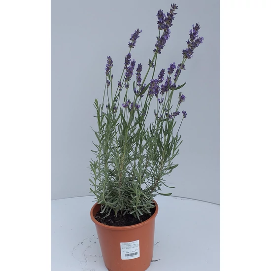 Angol levendula LAVANDULA ANGUSTIFOLIA SUPERBLUE CS14