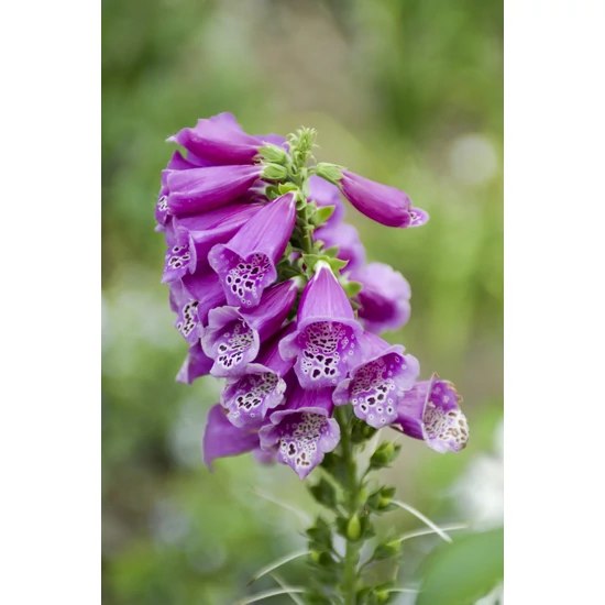 Gyűszűvirág PURPUREA CS19