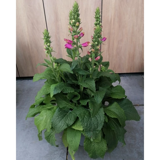 Gyűszűvirág DIGITALIS PURPUREA CS19