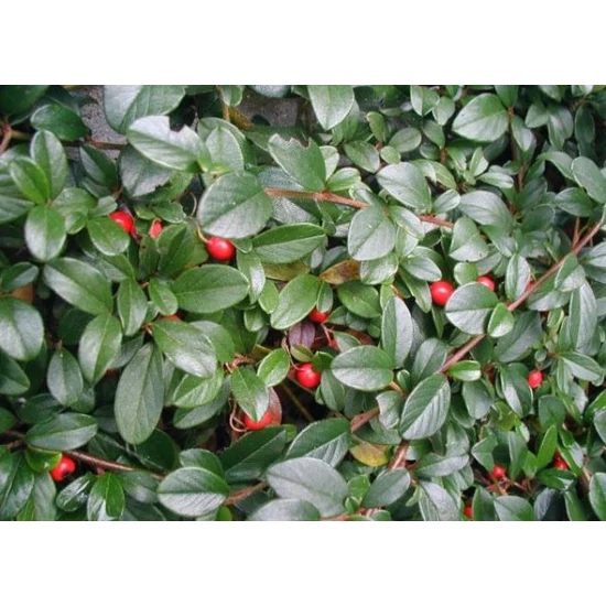 Szőnyegmadárbirs    COTONEASTER DAMMERI SKOGHOLM K2/3