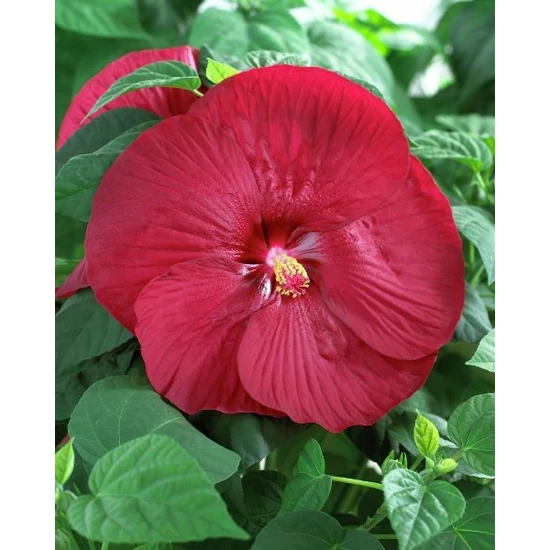 Mocsári hibiszkusz K5    