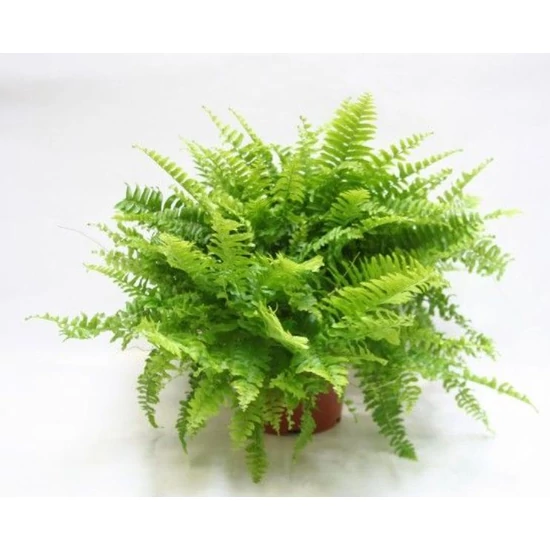 Szobapáfrány NEPHROLEPIS GREEN LADY CS12