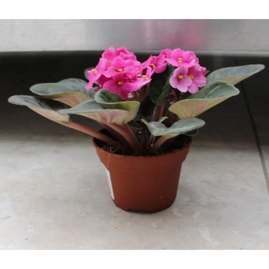 Afrikaiibolya SAINTPAULIA IONANTHA  CS12