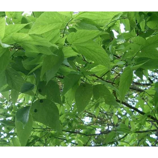 Nyugati ostorfa   CELTIS OCCIDENTALIS 10/12 K35